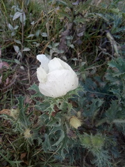 Argemone grandiflora