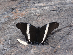 Siproeta epaphus trayja