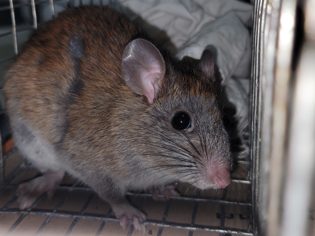 Allen's Woodrat