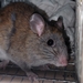 Allen's Woodrat - Photo (c) marsore, some rights reserved (CC BY-NC), uploaded by marsore