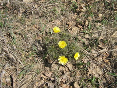 Adonis volgensis