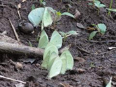 Pseudopieris nehemia