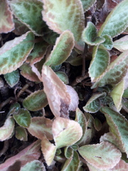 Stachys byzantina