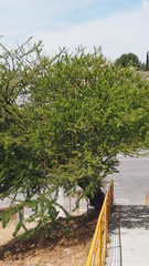 Vachellia farnesiana