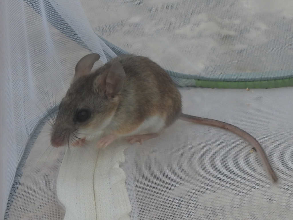 White-ankled Deermouse
