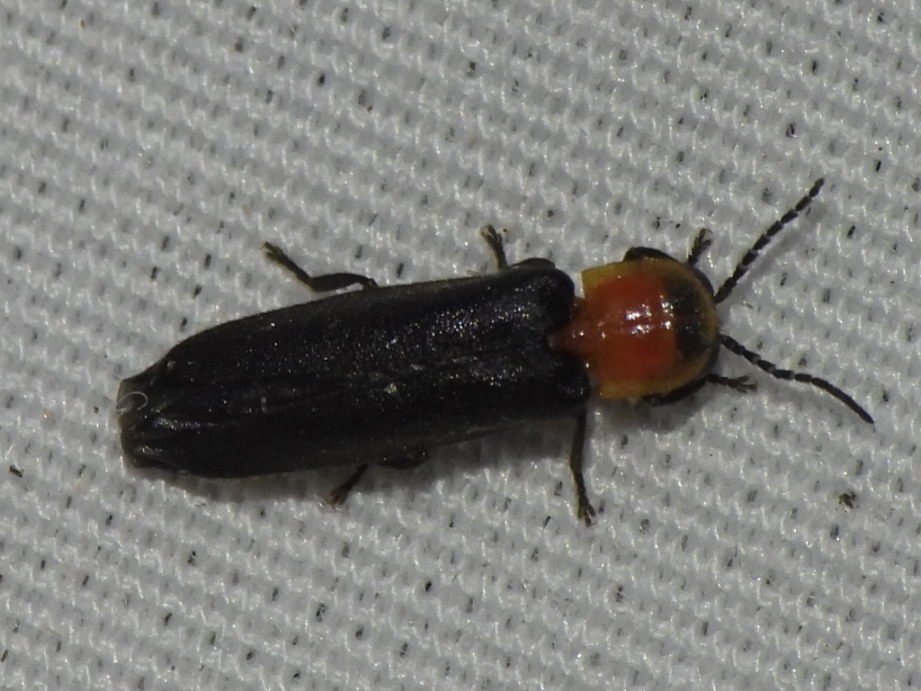 Starry firefly