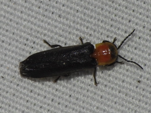 Starry firefly