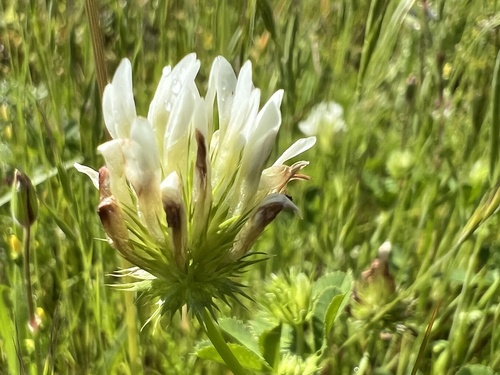 iNaturalist observation photo of white-tipped clover