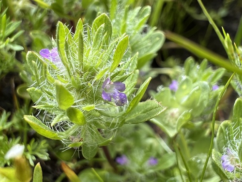 iNaturalist observation photo of Sacramento beardstyle