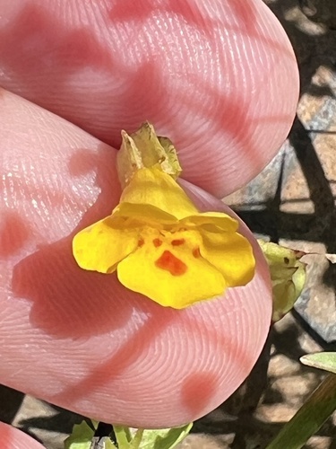 iNaturalist observation photo of monkeyflowers