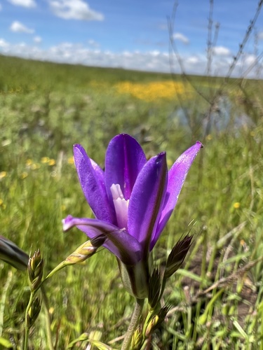 iNaturalist observation photo of Appendage Brodiaea