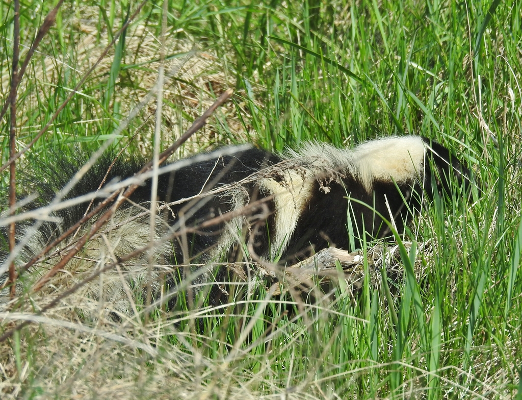 Skunks In Ohio Striped Skunk from Stark County, OH, USA on April 15, 2024 at 10:51 AM ...