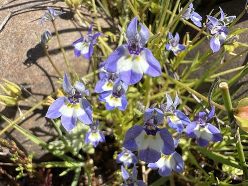 iNaturalist observation photo of Doublehorn Calicoflower