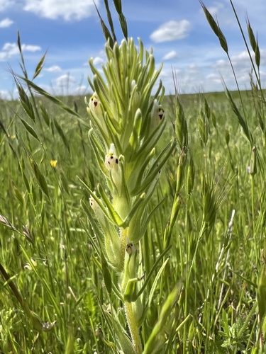 iNaturalist observation photo of valley tassels
