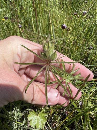 iNaturalist observation photo of Annual Checkerbloom