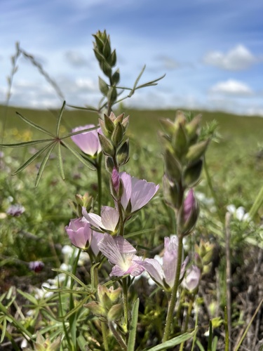 iNaturalist observation photo of Annual Checkerbloom
