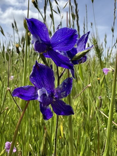 iNaturalist observation photo of royal larkspur