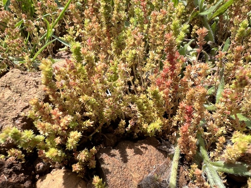 iNaturalist observation photo of Mossy Stonecrop