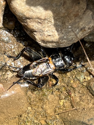 iNaturalist observation photo of Gryllus