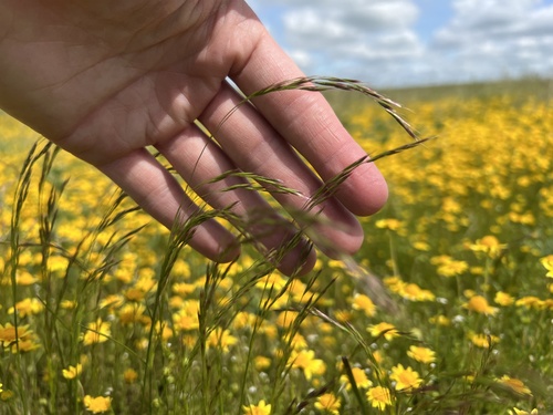 iNaturalist observation photo of annual hairgrass