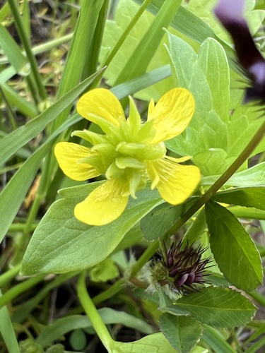 iNaturalist observation photo of Rough-fruited buttercup