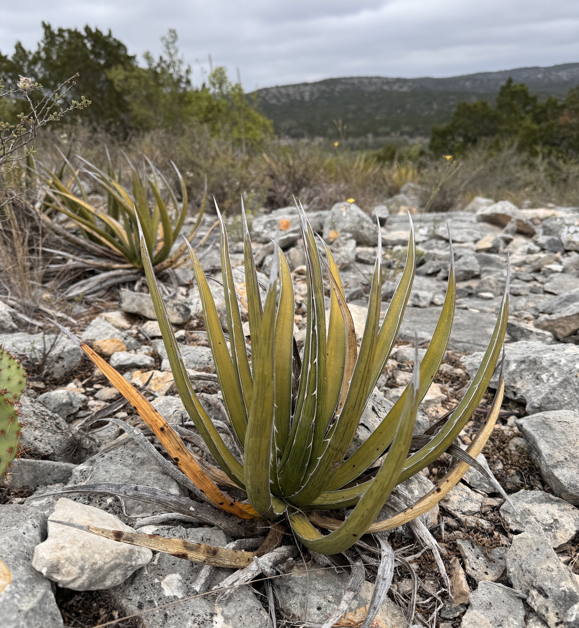 jose cuervo blue agave Jose Cuervo Tradicional – Five Eight Liquors main image 0