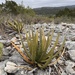 Agave lechuguilla - Photo (c) Laura Gaudette, μερικά δικαιώματα διατηρούνται (CC BY), uploaded by Laura Gaudette