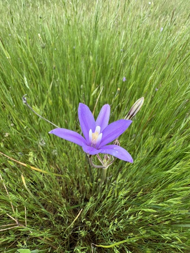 iNaturalist observation photo of crown brodiaea