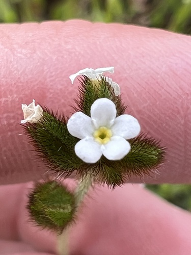 iNaturalist observation photo of Fulvous Popcornflower