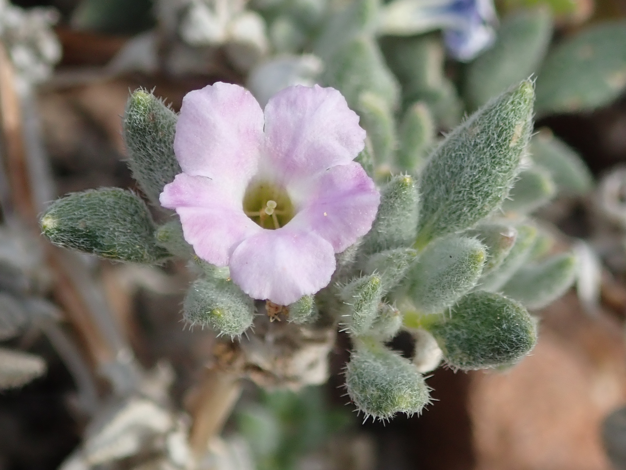 Tiquilia canescens var. pulchella