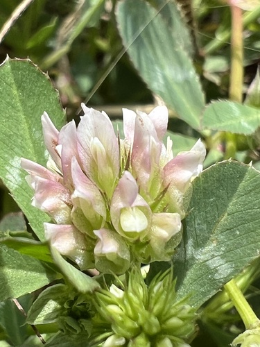 iNaturalist observation photo of Tree Clover