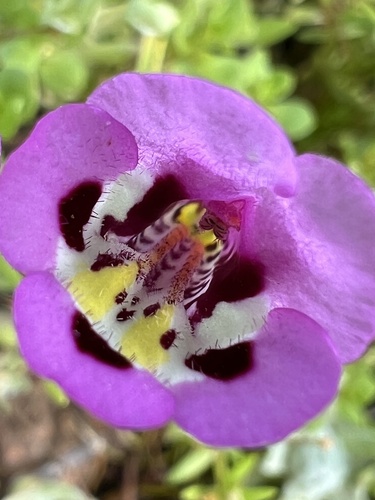 iNaturalist observation photo of tricolor monkeyflower