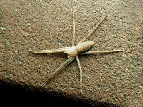 Photo of American Nursery Web Spider (Pisaurina mira)
