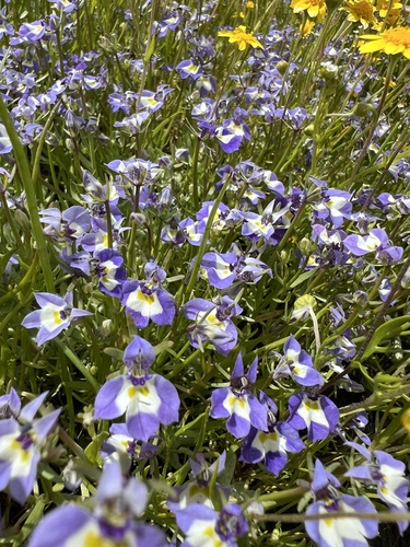 iNaturalist observation photo of Doublehorn Calicoflower