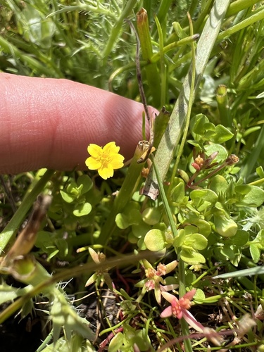 iNaturalist observation photo of Sunflowers, Daisies, Asters, and Allies