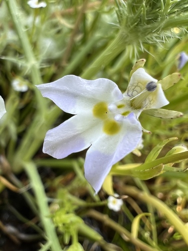 iNaturalist observation photo of Downingia bicornuta picta