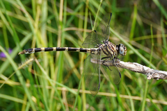 Phyllogomphoides stigmatus