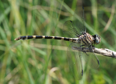 Phyllogomphoides stigmatus