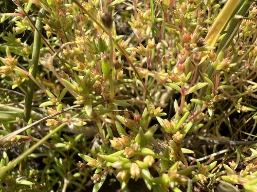 iNaturalist observation photo of Aquatic pygmyweed