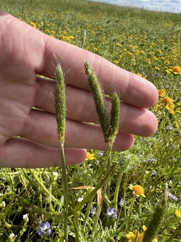 iNaturalist observation photo of Foxtail grasses