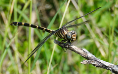 Phyllogomphoides stigmatus