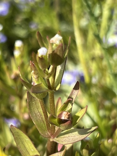 iNaturalist observation photo of bractless hedge-hyssop