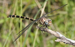 Phyllogomphoides stigmatus