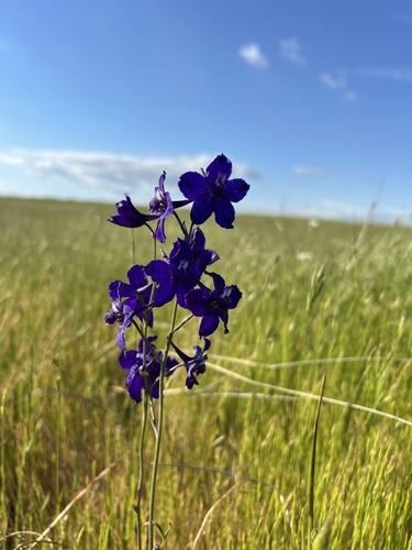 iNaturalist observation photo of royal larkspur