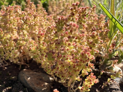 iNaturalist observation photo of sand pygmyweed