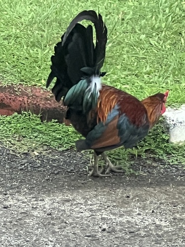 Gallus gallus observed 2024-04-15
