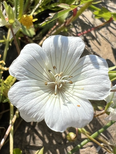 iNaturalist observation photo of Meadowfoams