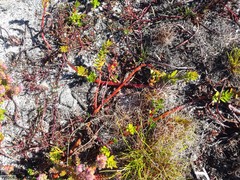 Laurembergia repens