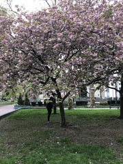 Prunus