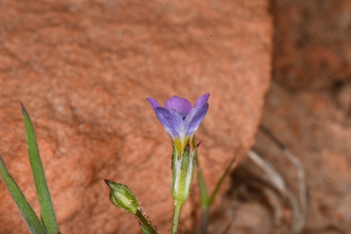 Image of Gilia clokeyi by (c) Darrin Gobble, some rights reserved (CC BY)